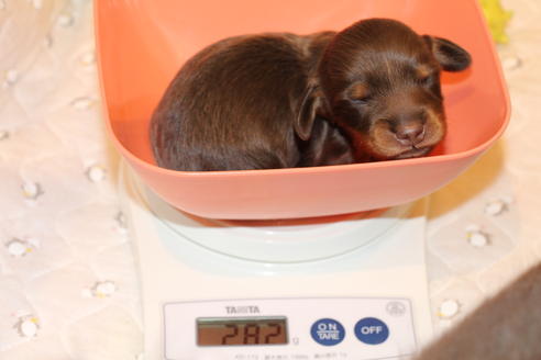 成約済の愛知県のカニンヘンダックスフンド(ロングヘアード)-64891の27枚目