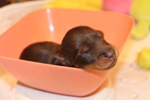 成約済の愛知県のカニンヘンダックスフンド(ロングヘアード)-64891の26枚目