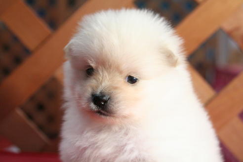 成約済の京都府のポメラニアン-64892の1枚目