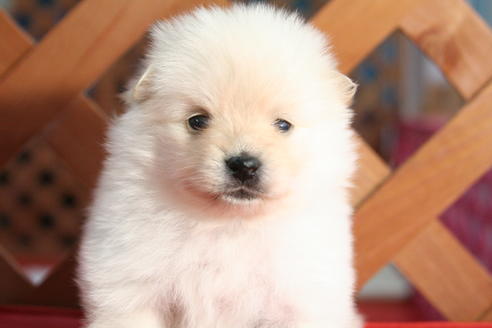 成約済の京都府のポメラニアン-64892の3枚目