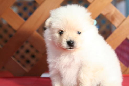 成約済の京都府のポメラニアン-64892の2枚目