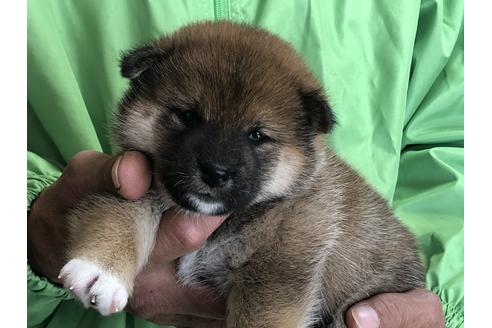 成約済の愛知県の柴犬-64915の3枚目