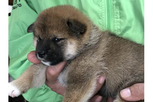 成約済の愛知県の柴犬-64915の2枚目