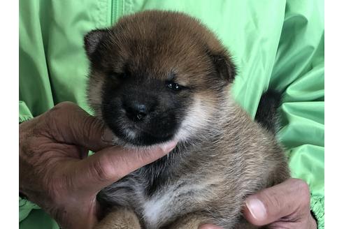 成約済の愛知県の柴犬-64917