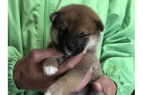 成約済の愛知県の柴犬-64917の5枚目