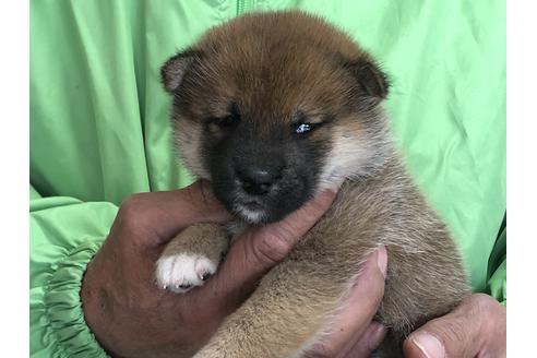 成約済の愛知県の柴犬-64917の4枚目