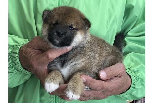 成約済の愛知県の柴犬-64917の3枚目