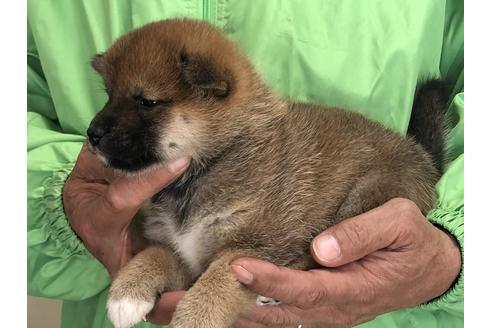 成約済の愛知県の柴犬-64917の2枚目