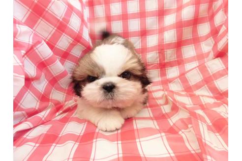 成約済の福岡県のシーズー-64932の1枚目