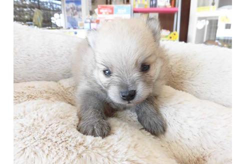 成約済の福岡県のポメラニアン-64933の1枚目