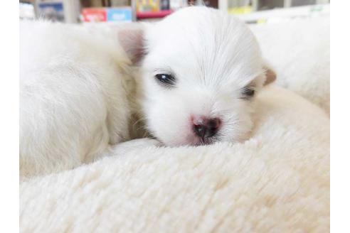 成約済の福岡県のマルチーズ-64937の2枚目