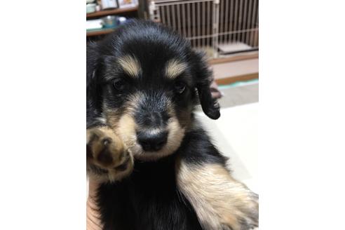 成約済の広島県のミニチュアダックスフンド(ロングヘアード)-63699の4枚目