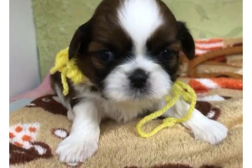 成約済の茨城県のシーズー-64944の1枚目