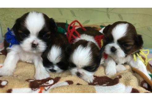 成約済の茨城県のシーズー-63846の11枚目