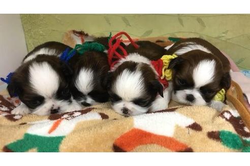 成約済の茨城県のシーズー-64450の12枚目