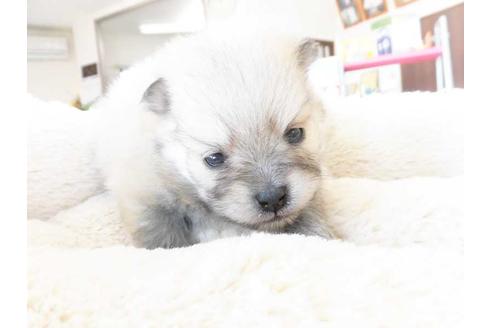 成約済の福岡県のポメラニアン-64935の1枚目