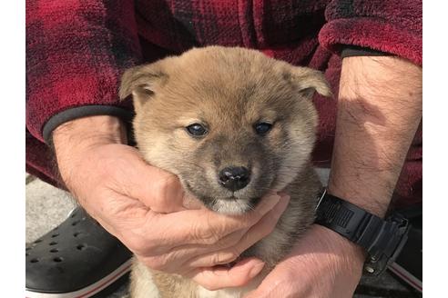 成約済の長崎県の柴犬-63508の10枚目
