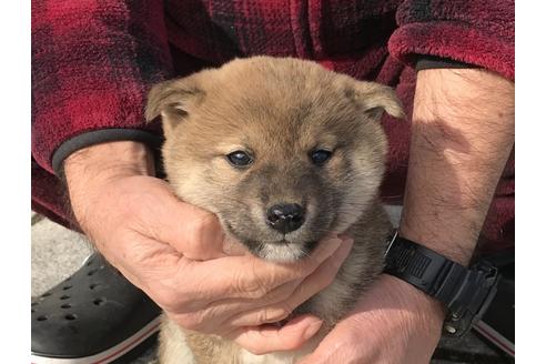 成約済の長崎県の柴犬-63508の10枚目