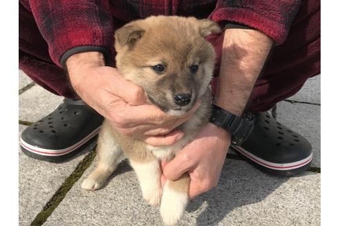 成約済の長崎県の柴犬-63508の9枚目