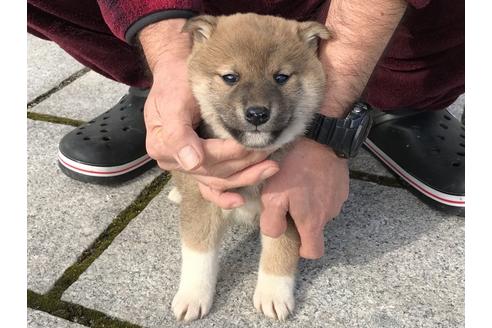 成約済の長崎県の柴犬-63508の7枚目