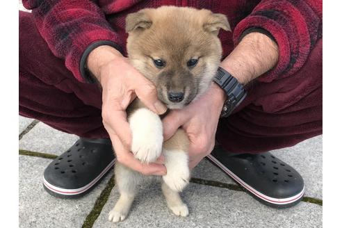 成約済の長崎県の柴犬-63508の6枚目