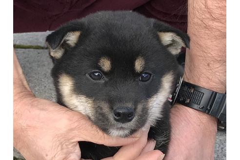 成約済の長崎県の柴犬-63507の1枚目