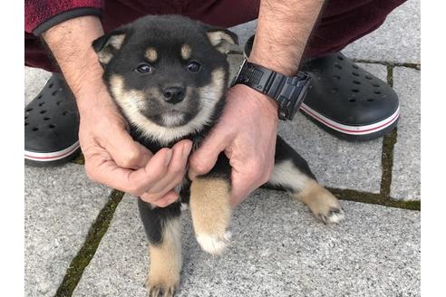 成約済の長崎県の柴犬-63507の5枚目
