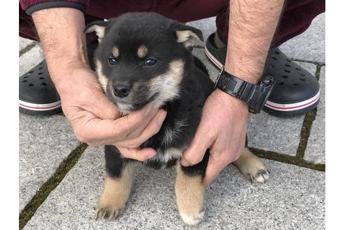 成約済の長崎県の柴犬-63507の3枚目