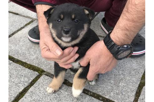 成約済の長崎県の柴犬-63506の9枚目