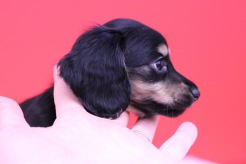 成約済の愛知県のカニンヘンダックスフンド(ロングヘアード)-65011の2枚目