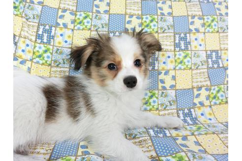 成約済の千葉県のパピヨン-62498