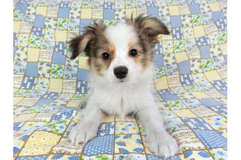 成約済の千葉県のパピヨン-62498の3枚目