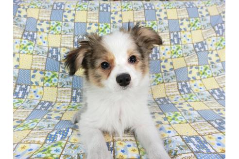 成約済の千葉県のパピヨン-62498の2枚目