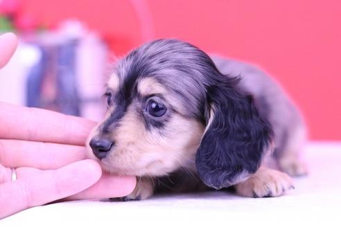 成約済の愛知県のカニンヘンダックスフンド(ロングヘアード)-65028の3枚目