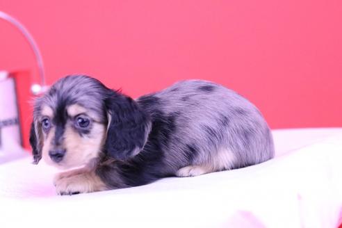 成約済の愛知県のカニンヘンダックスフンド(ロングヘアード)-65028の1枚目