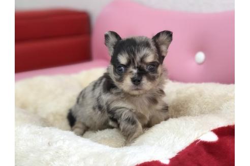 香川県のロングコートチワワ 男の子 2018 12 25生まれ ブルーマール