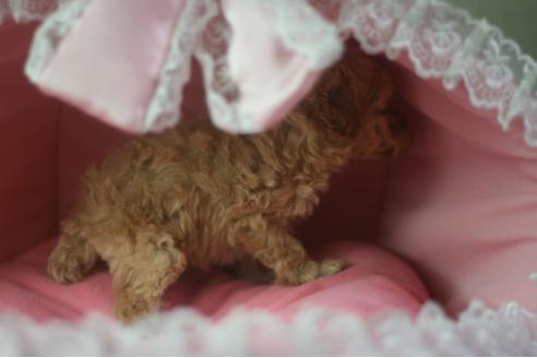 成約済の愛知県のトイプードル-65042の1枚目