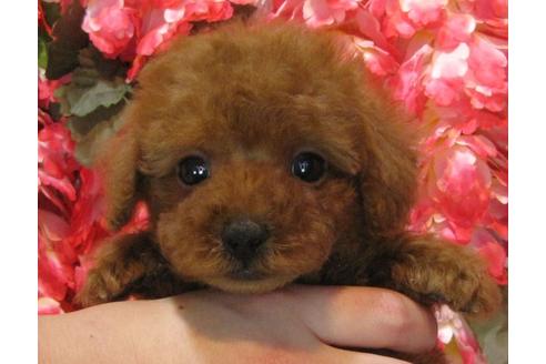 成約済の茨城県のトイプードル-65066の1枚目