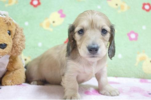 成約済の兵庫県のミニチュアダックスフンド(ロングヘアード)-65069の3枚目