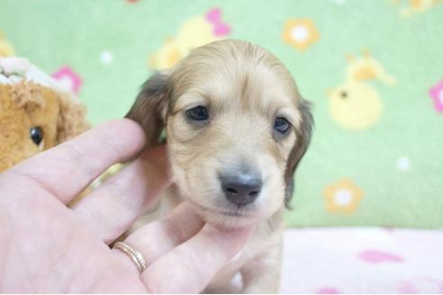 成約済の兵庫県のミニチュアダックスフンド(ロングヘアード)-65069の2枚目