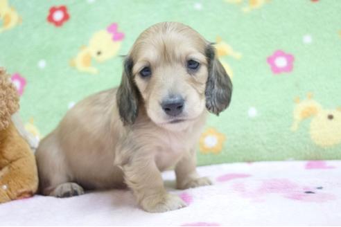 成約済の兵庫県のミニチュアダックスフンド(ロングヘアード)-65069の1枚目