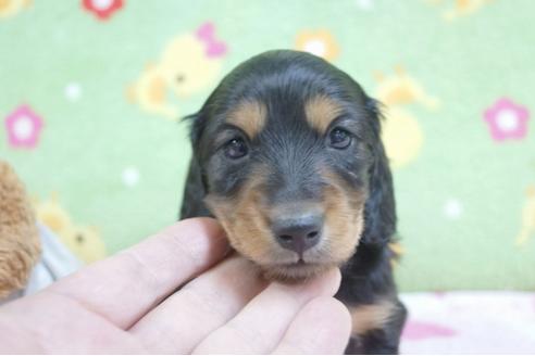 成約済の兵庫県のミニチュアダックスフンド(ロングヘアード)-65071の1枚目