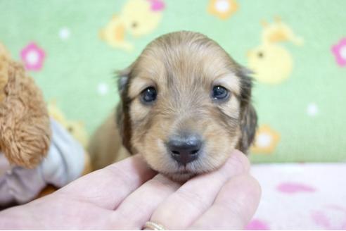 成約済の兵庫県のミニチュアダックスフンド(ロングヘアード)-65072の3枚目