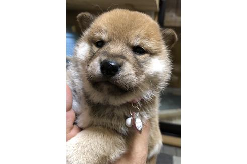 成約済の大分県の柴犬-64742の1枚目