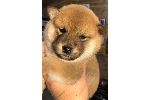 成約済の大分県の柴犬-64744の1枚目