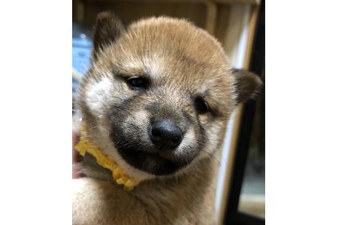 成約済の大分県の柴犬-64741の1枚目