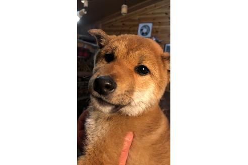 成約済の大分県の豆柴-64745の1枚目