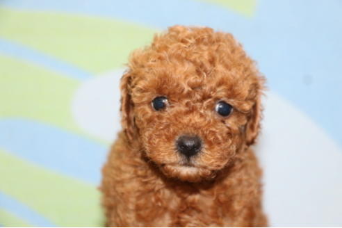 成約済の千葉県のトイプードル-65130の11枚目