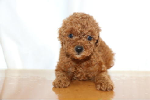 成約済の千葉県のトイプードル-65130の10枚目