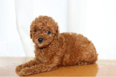 成約済の千葉県のトイプードル-65130の9枚目